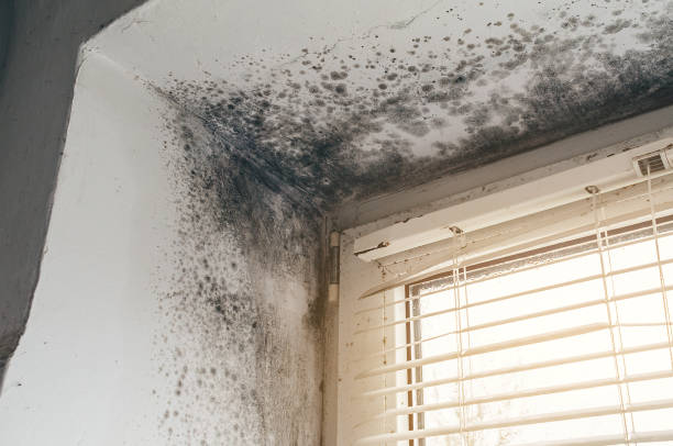 Affordable Mold Removal solutions in Dorr, MI